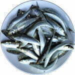 Sardine 