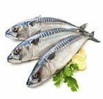 Mackerel